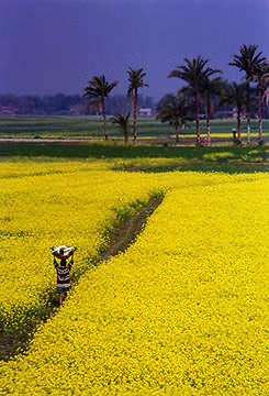 landscape6.jpg